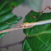 Phasmotaenia australe